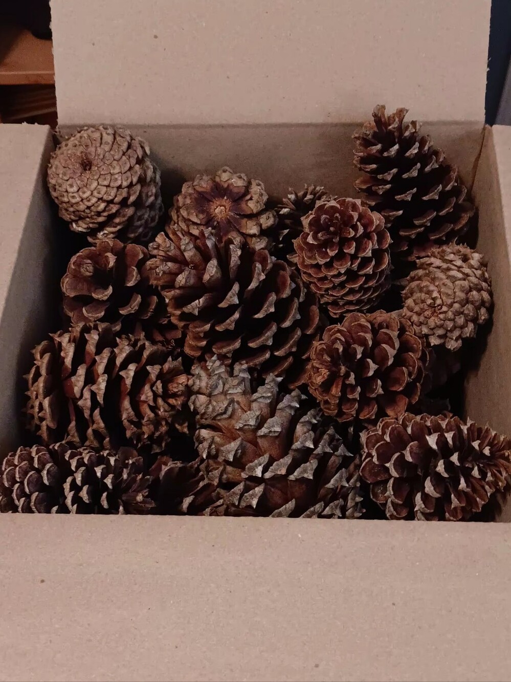 2 Pounds Of Pine Cones for Home Holiday Decor